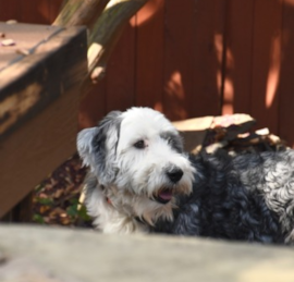 Mini Sheepadoodle Puppies For Sale